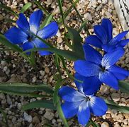 Image result for Tecophilaea cyanocrocus