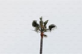 Image result for California Palm Trees
