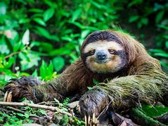 Image result for Water Sloth