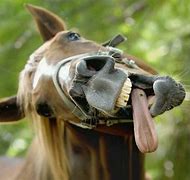 Image result for Funny Horse Pictures Free