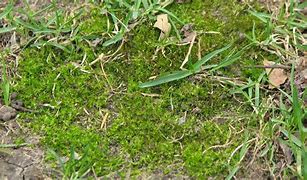 Image result for Tough Brown Moss in Lawn
