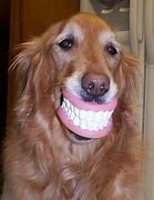 Image result for Smiling Dog and Jeff