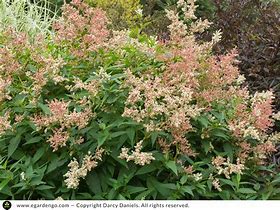 Image result for Persicaria polymorpha