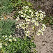 Image result for Saxifraga longifolia Kath Dryden