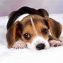 Image result for Pictures of Beagle Dogs
