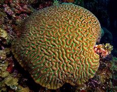 Image result for Cup Coral