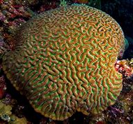 Image result for coral�fdro