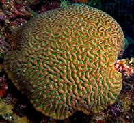 Image result for coral�fe5o