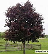 Image result for Black Maple Wood