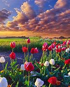 Image result for Wallpapers Landscape Most Beautiful Flower