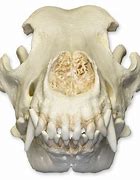 Image result for German Shepherd Skull
