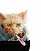 Image result for Sick Kitty Gig