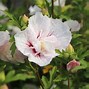 Image result for Hibiscus syriacus China Chiffon