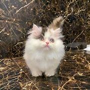 Image result for 9 Week Old Persian Kitten