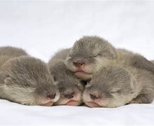 Image result for White Baby Sea Otters