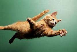 Image result for Jumping Cat Meme