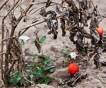 Image result for Dying Leaves On Tomato Plants