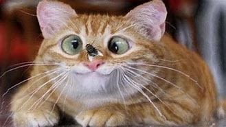 Image result for Cute Animals Doing Funny Things