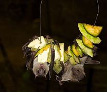 Image result for Large Fruit Eating Bat