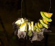 Image result for Fruit Bat Using Hands