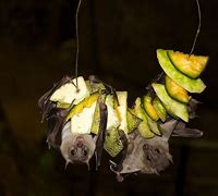 Image result for Fruit Bat Pie