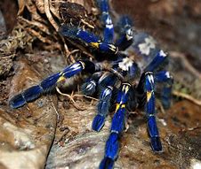 Image result for Blue Tarantula Spider Eyes