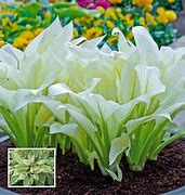 Image result for Hosta White Feather