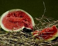 Image result for Smashed Watermelon