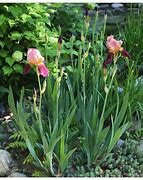 Image result for Iris Senlac (Germanica-Group)