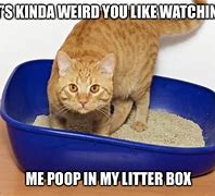 Image result for Cat Using Litter Box Meme