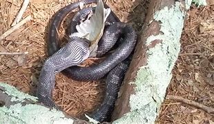Image result for Snake Eating a Macaw