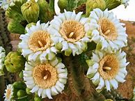 Image result for Desert Cactus Photography