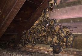 Image result for Bats in Attic