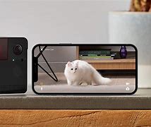 Image result for Best Camera iPhone Settings for a Picture of a Cat