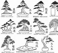 Image result for Bonsai Tree Ratios