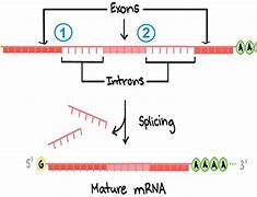 Image result for Splicing Site Donor