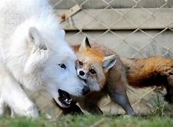 Image result for Arctic Fox and Wolf