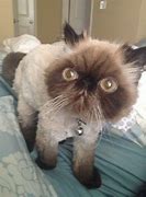 Image result for Bald Persian Cat