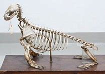 Image result for Seal Skeleton