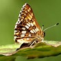 Image result for Most Rare Butterfly in the World