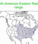 Image result for Eastern Red Bat Range