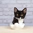 Image result for Tuxedo Munchkin Cat