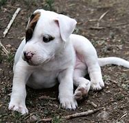 Image result for Pit Bull Type Dogs