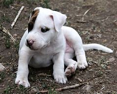 Image result for Cute Pit Bulls