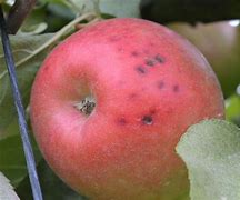Image result for "apple-maggot"