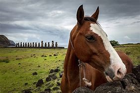 Image result for Horse 676 Tonga