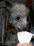 Image result for Baby Bat Animal