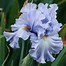Iris Flower 的图像结果
