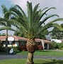 Image result for Pineapple Palm Plant