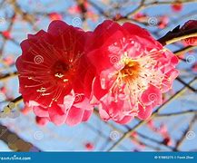 Image result for Yeouido Plum Blossom